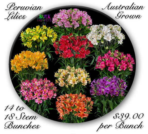 Peruvian Lilies