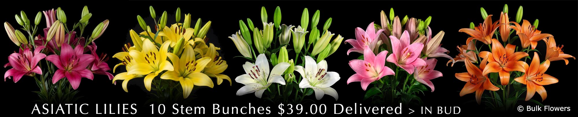 GYMPIE FLOWERS ASIATIC LILIES