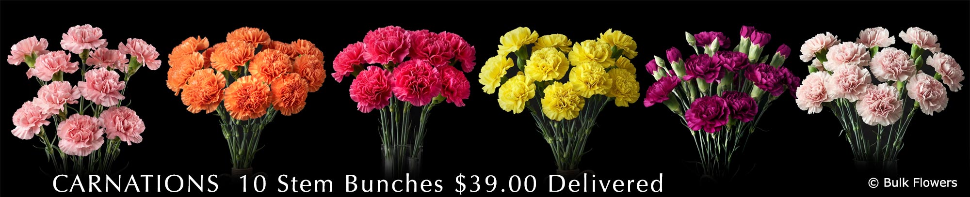 GYMPIE FLOWERS CARNATIONS