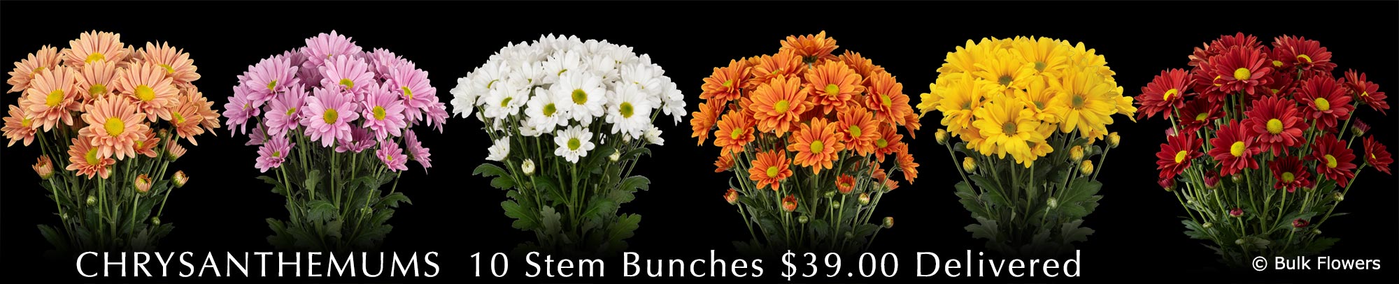 GYMPIE FLOWERS V