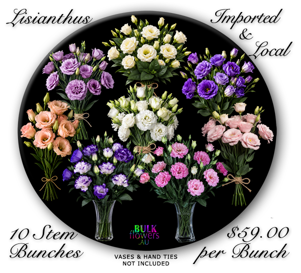 LISIANTHUS