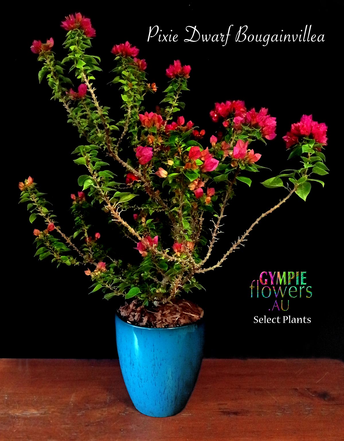 BULK FLOWERS