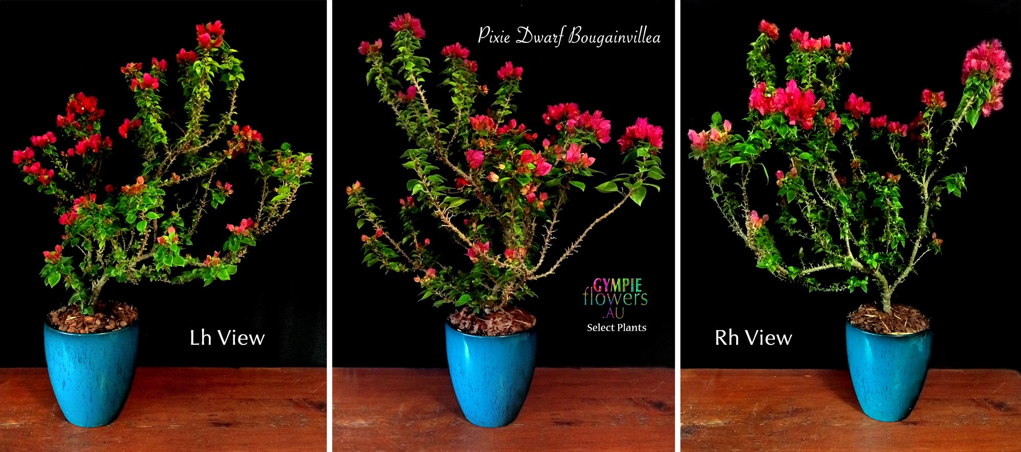Dwarf Pixie Bougainvillea