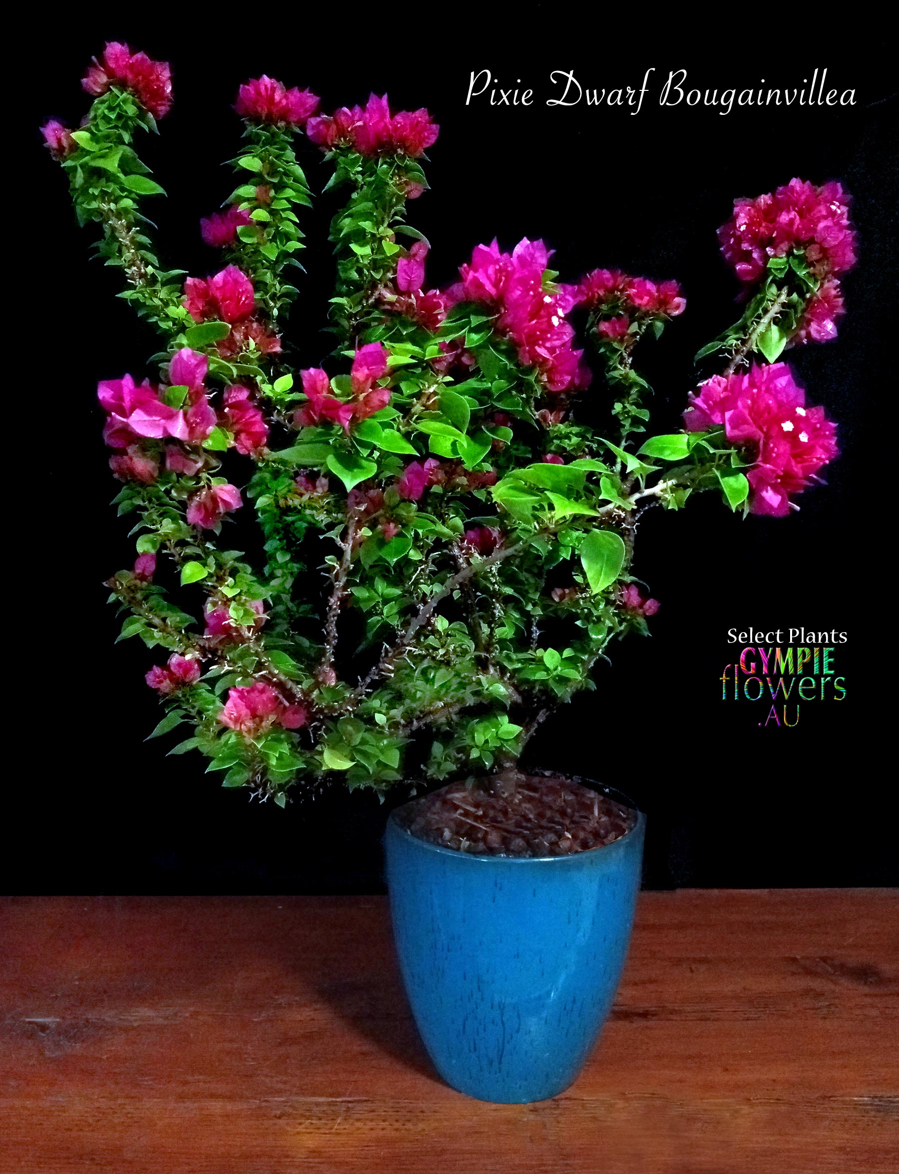GYMPIE FLOWERS PIXIE BOUGAINVILLEA
