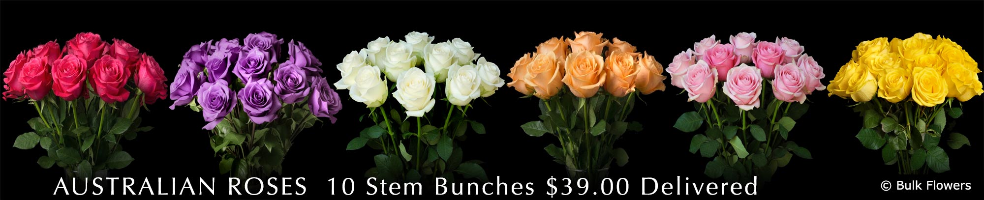 GYMPIE FLOWERS AU ROSES
