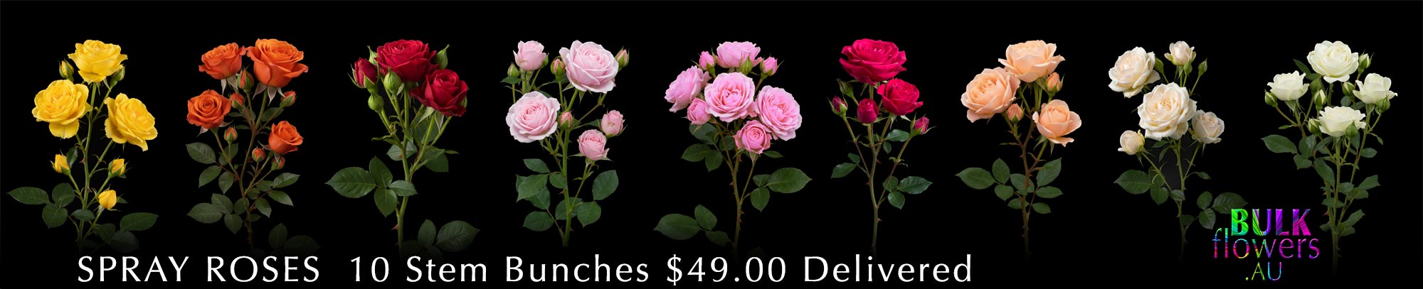 GYMPIE FLOWERS SPRAY ROSES