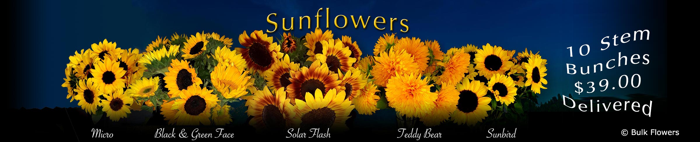 GYMPIE FLOWERS SUNFLOWERS